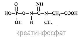 Аденозинтрифосфорная кислота синтезируется с помощью Креатинфосфата