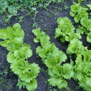 Салат посевной выращивание