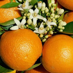 Апельсин описание