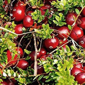 Лакомая ягодка-клюква — особенности, польза и применение