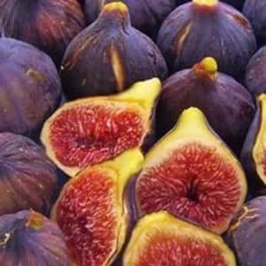 Лечение плодами и листьями инжира — народные рецепты