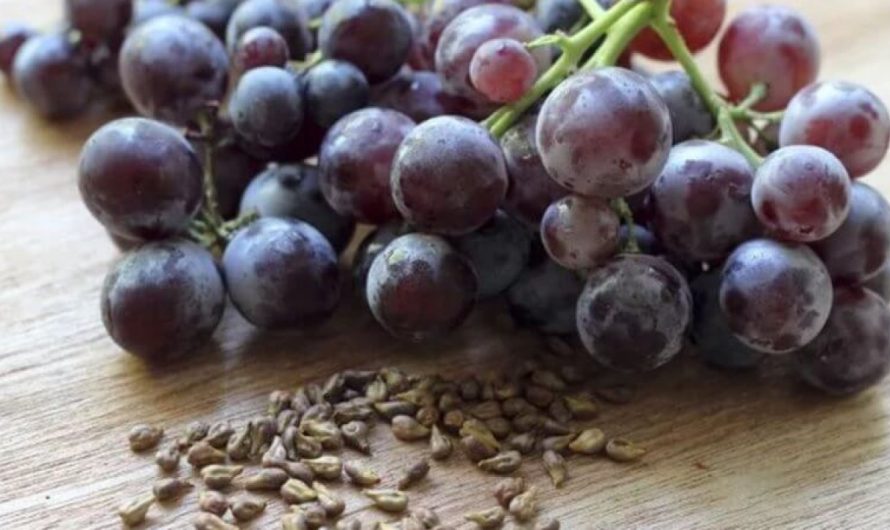 Что будет, если съесть виноградные косточки?