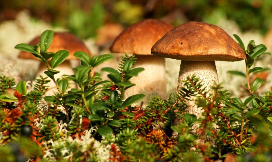 Как не отравиться грибами?