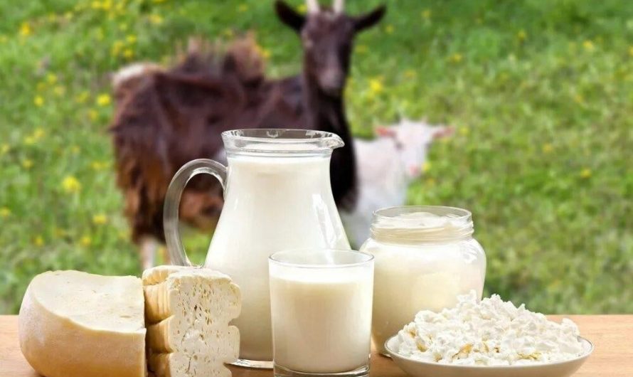 Козье молоко: зачем его пить и как он влияет на организм