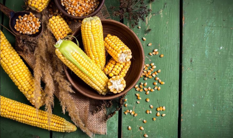 Кукуруза: польза и вред для организма человека