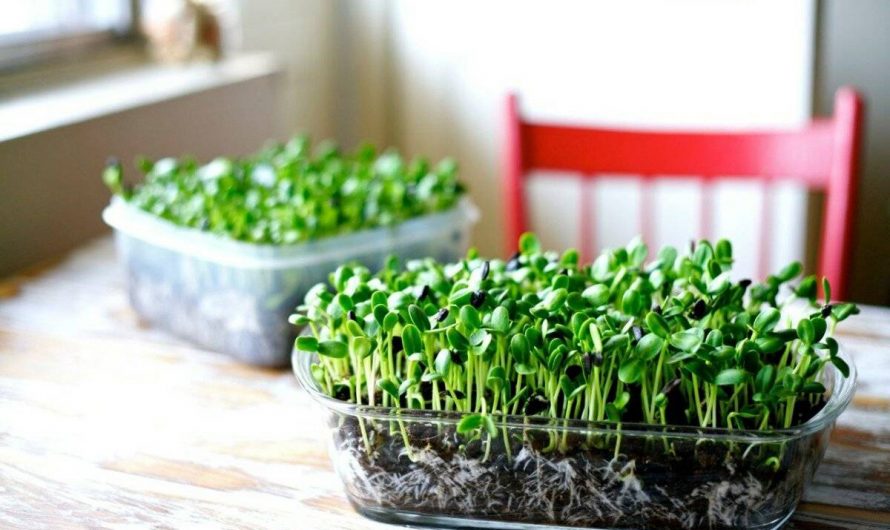 Микрозелень: ее полезные свойства и способы выращивания дома.