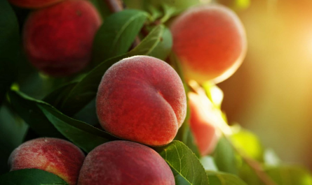 Персики: полезность и возможный вред для здоровья