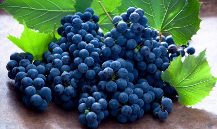 Виноград: достоинства и недостатки. Оптимальное количество употребления