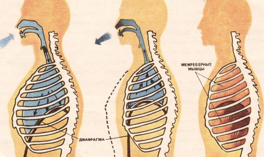 Значение правильного дыхания для общего здоровья.